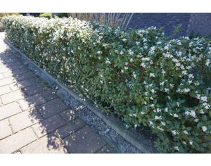 Kluitplant 80-100 cm, extra stevige kluit