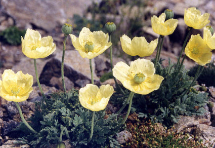 papaver.jpeg