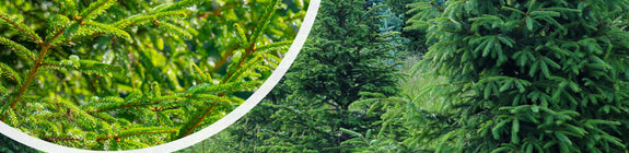 Echte kerstboom - Fijnspar - Picea abies met kluit