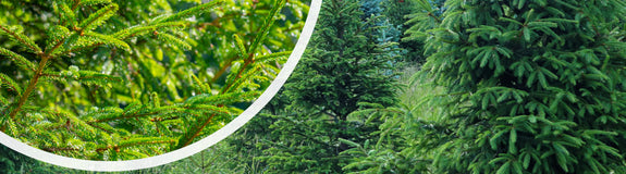 Echte kerstboom - Fijnspar - Picea abies met kluit