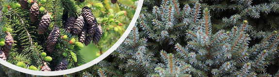 Echte kerstboom | Servische Spar - Picea Omorika