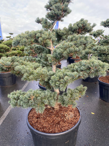 pinus-bonsai-negishi.jpg