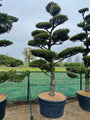 pinus-parviflora-glauca-bonsai-boom-250cm.jpg