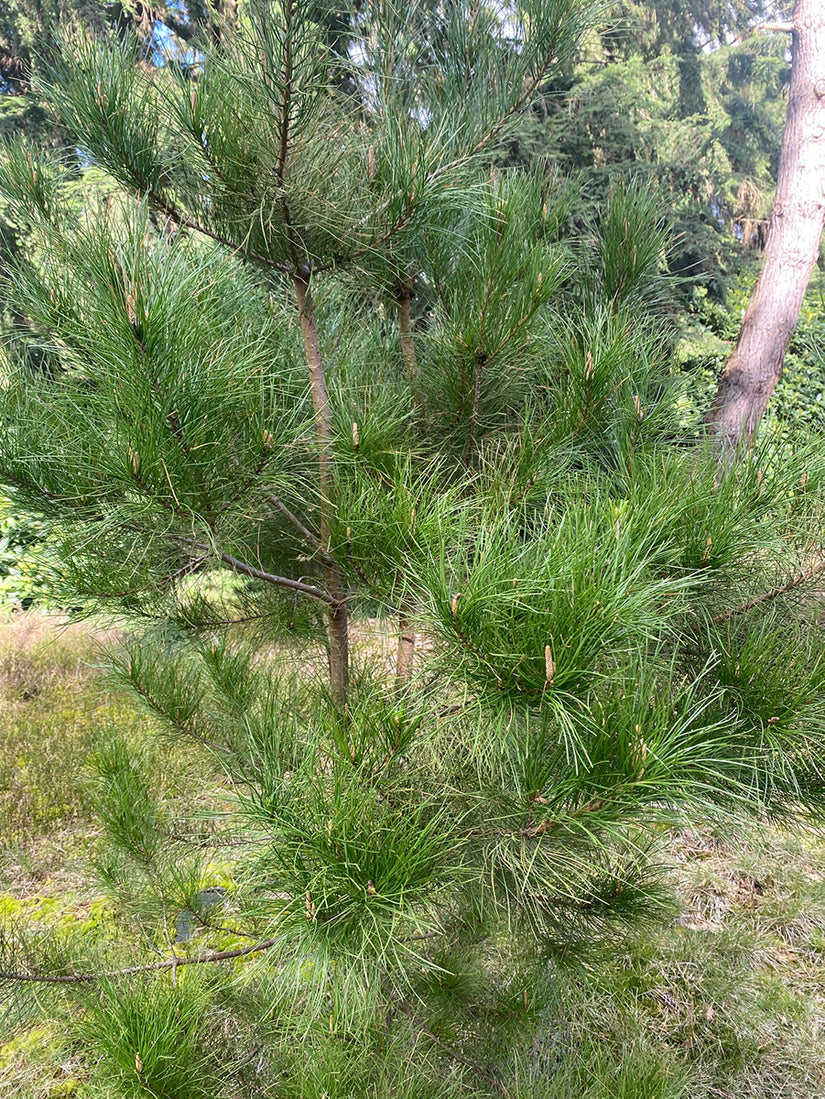 Montereyden - Pinus radiata