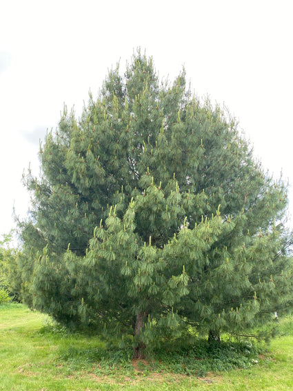 pinus-tranenden.jpg