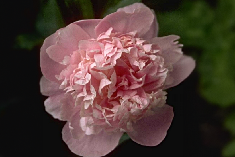 Pioenroos - Paeonia 'Antwerpen'