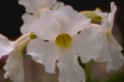 Incarvillea delavayi 'Snowtop'