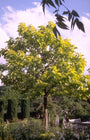 Trompetboom - Catalpa bignonioides 'Aurea'