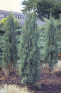 Jeneverbes Juniperus scopulorum 'Blue Arrow'