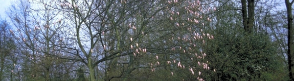 Beverboom - Magnolia 'Heaven Scent'