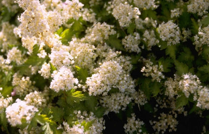 Stephanandra incisa 'Crispa'