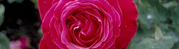 Grootbloemige roos - Rosa 'Alec's Red'