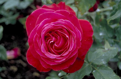 Grootbloemige roos - Rosa 'Alec's Red'