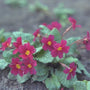 Sleutelbloem - Primula 'Wanda'