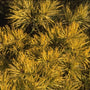 Grove den - Pinus sylvestris 'Aurea'