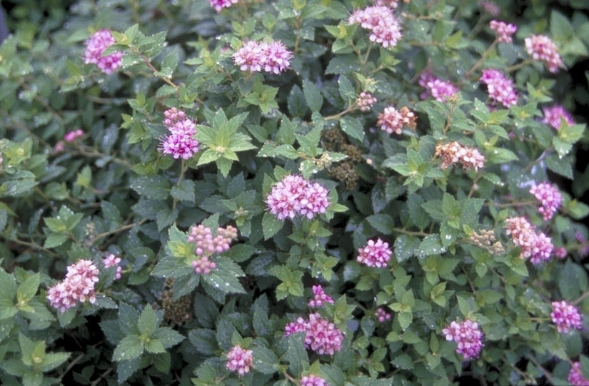 Spierstruik - Spiraea japonica 'Nana' in bloei