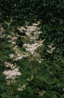 Spierstruik - Filipendula purpurea 'Elegans'