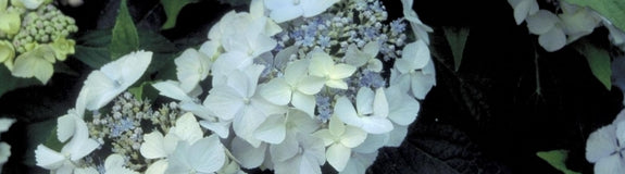 Hortensia - Hydrangea serrata 'Blue deckle'