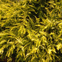 Chinese kamperfoelie - Lonicera nitida 'Baggesen's Gold'