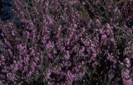 Erica carnea 'Pink Spangles'