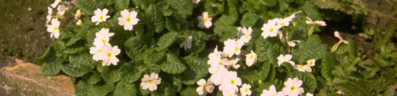 Sleutelbloem - Primula 'Schneekissen'