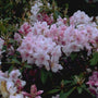 Rododendron - Rhododendron 'Pink Pearl'