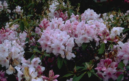 Rododendron - Rhododendron 'Pink Pearl'