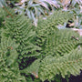 Zachte naaldvaren - Polystichum setiferum 'Plumoso-densum'