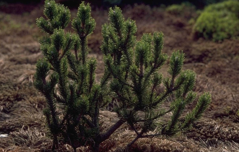 Kustden - Pinus contorta 'Spaan's Dwarf'