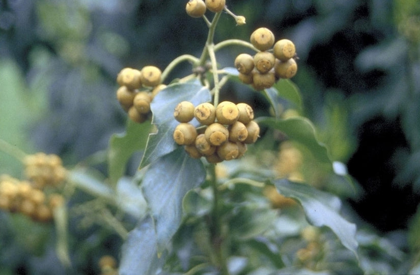 Struikklimop - Hedera helix poetarum