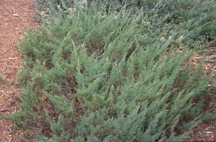 Juniperus horizontalis