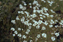 Minuartia capillacea