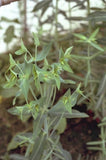 Kruisbladige wolfsmelk - Euphorbia lathyris