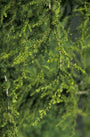 Cyprische Ceder - Cedrus libani subsp. brevifolia