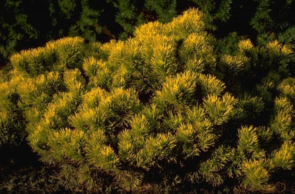 Bergden - Pinus mugo 'Winter Gold'