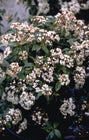 Sneeuwbal - Viburnum tinus 'Eve Price'