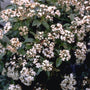 Sneeuwbal - Viburnum tinus 'Eve Price'