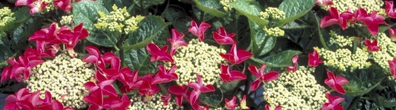 Hortensia - Hydrangea Macrophylla 'Rotschwanz'