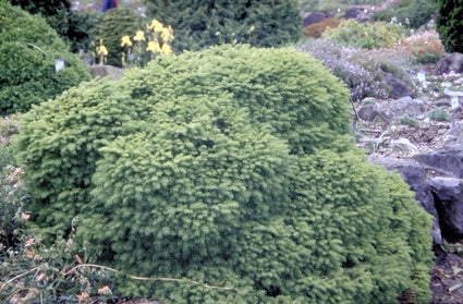 Fijnspar - Picea abies 'Little Gem'