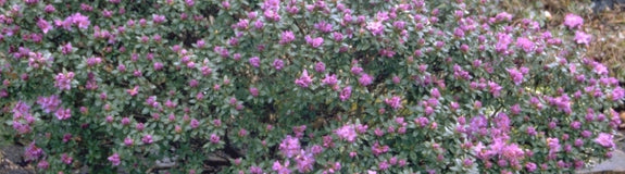 Rododendron - Rhododendron hippophaeoides