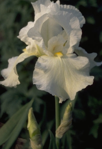 Iris 'One Desire'