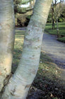 Berk - Betula ermanii 'Blush'