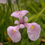 Iris laevigata 'Rose Queen'