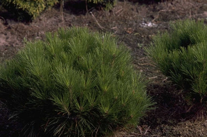 Japanse rode den - Pinus densiflora 'Alice Verkade'