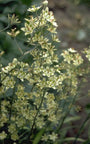 Zigadenus elegans