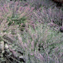 Knopbloeiende heide - Calluna vulgaris 'Anette'