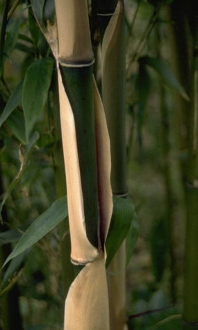 Narihiri bamboe - Semiarundinaria fastuosa