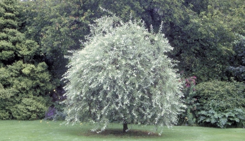 Wilgpeer - Pyrus salicifolia 'Pendula'