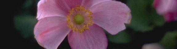 Herfstanemoon - Anemone x hybrida 'Rosenschale'