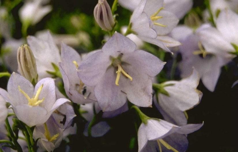 Prachtklokje - Campanula persicifolia var. planiflora